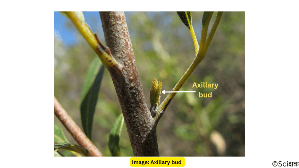 Axillary bud