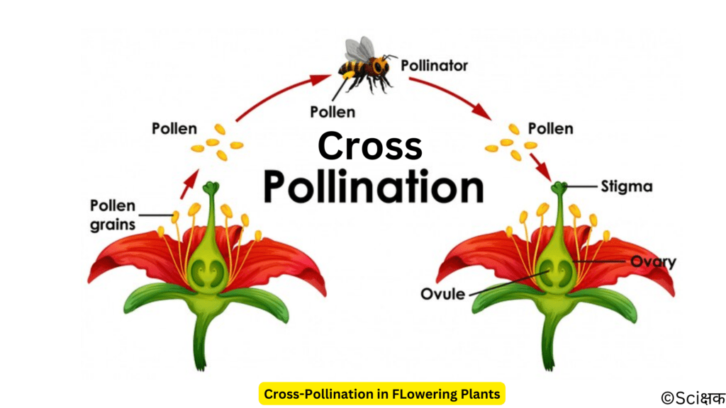 Cross pollination in flowering plants