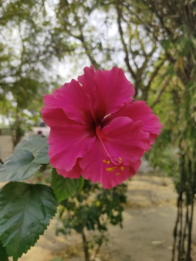 A china rose flower