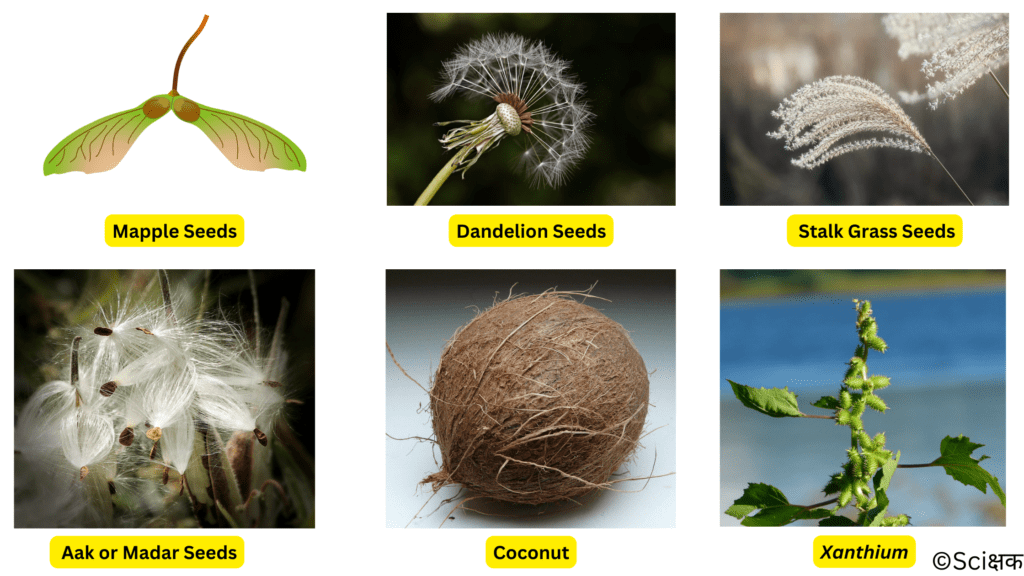 Various types of seeds