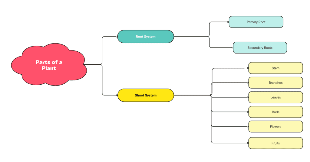 Parts of a plant