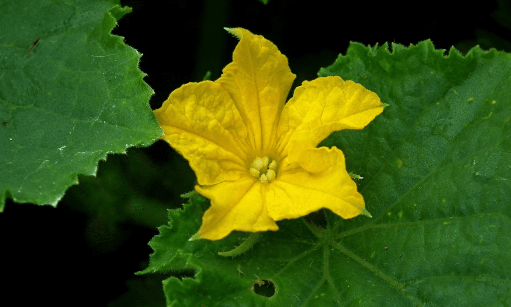 A cucumber flower