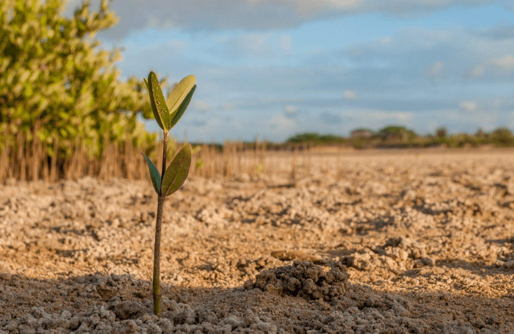 A Seedling