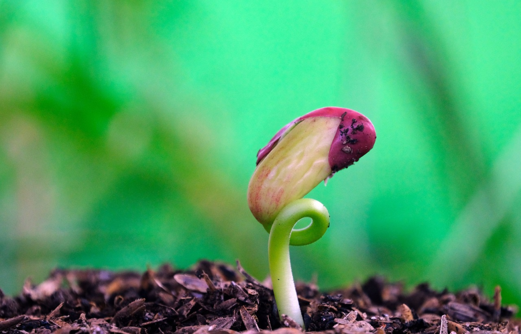 Red bean seed germination