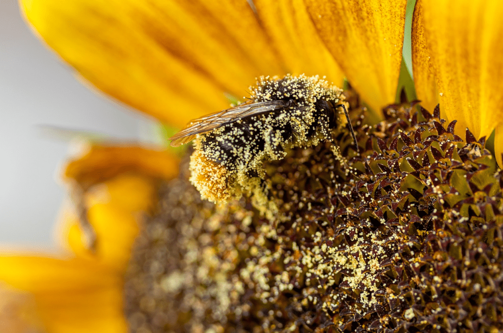 A honeybee covered in pollen grains