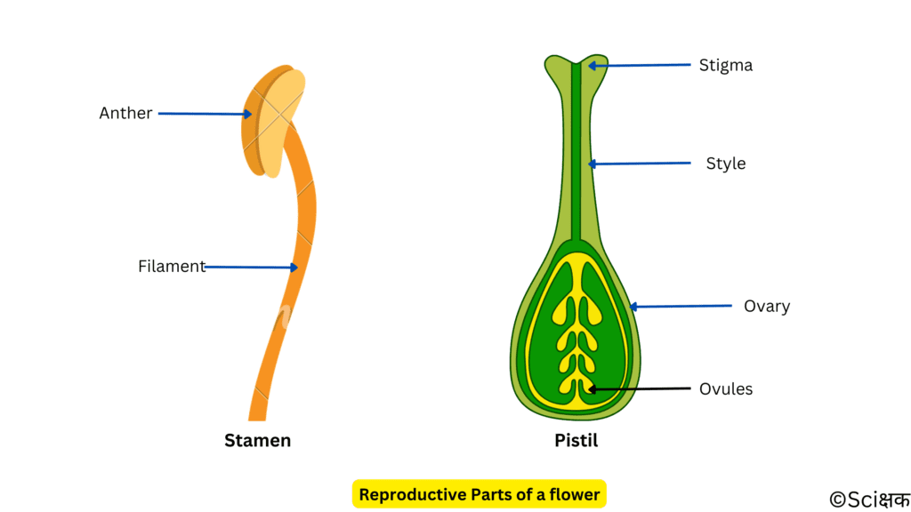 reproductive parts of a flower