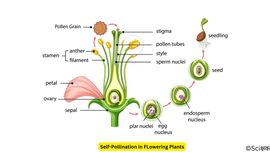 self pollination in flowering plants